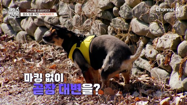 안락사를 종용 받았다?! 역대급 폭군의 등장! 반려견 계의 테토녀 늑대 '다온'