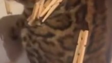 Was haltet ihr von solchen Haustier-Videos?
