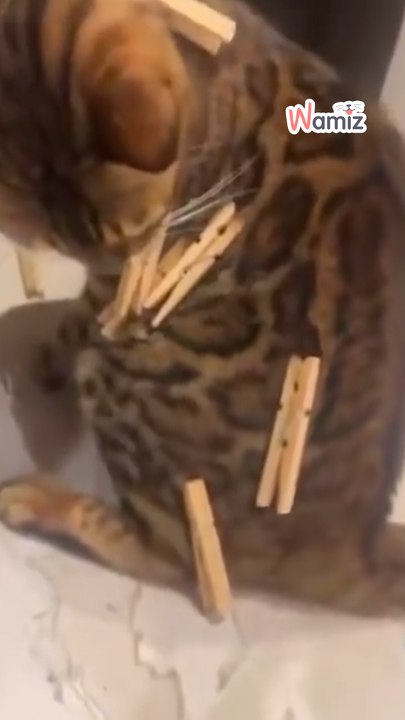 Was haltet ihr von solchen Haustier-Videos?