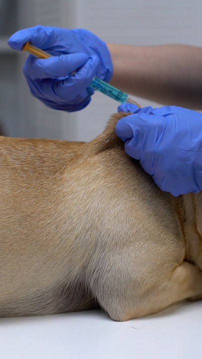 Es ist wichtig sich damit auseinander zu setzen! Ist dein Hund dagegen geimpft?