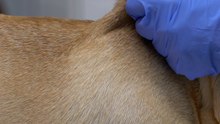 Es ist wichtig sich damit auseinander zu setzen! Ist dein Hund dagegen geimpft?