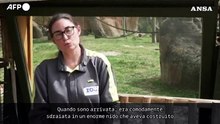 Allo zoo di Madrid e' nato un cucciolo di orango del Borneo