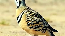 The Painted Sandgrouse is perfectly adapted to dry, open landscapes