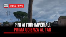 Pini ai Fori Imperiali, prima udienza al Tar