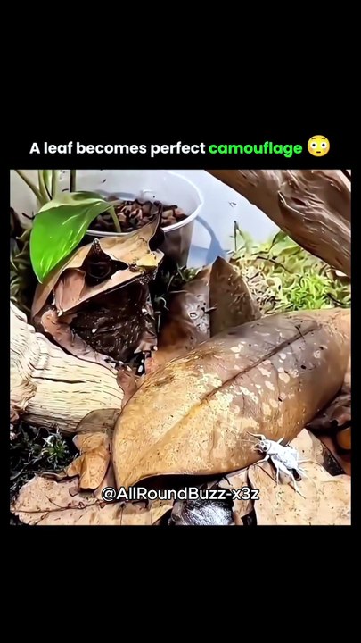 Nature's Stealth Level: 100/100 🍂