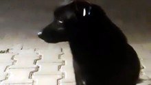 karamel köpek 20230331_025855.mp4