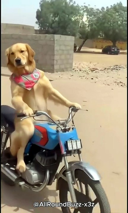 They told him he’s a Golden Retriever, so he chose the Golden Hour ride (Trending song)