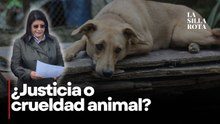 Senadora admite ejecución de miles de perros en Tecámac