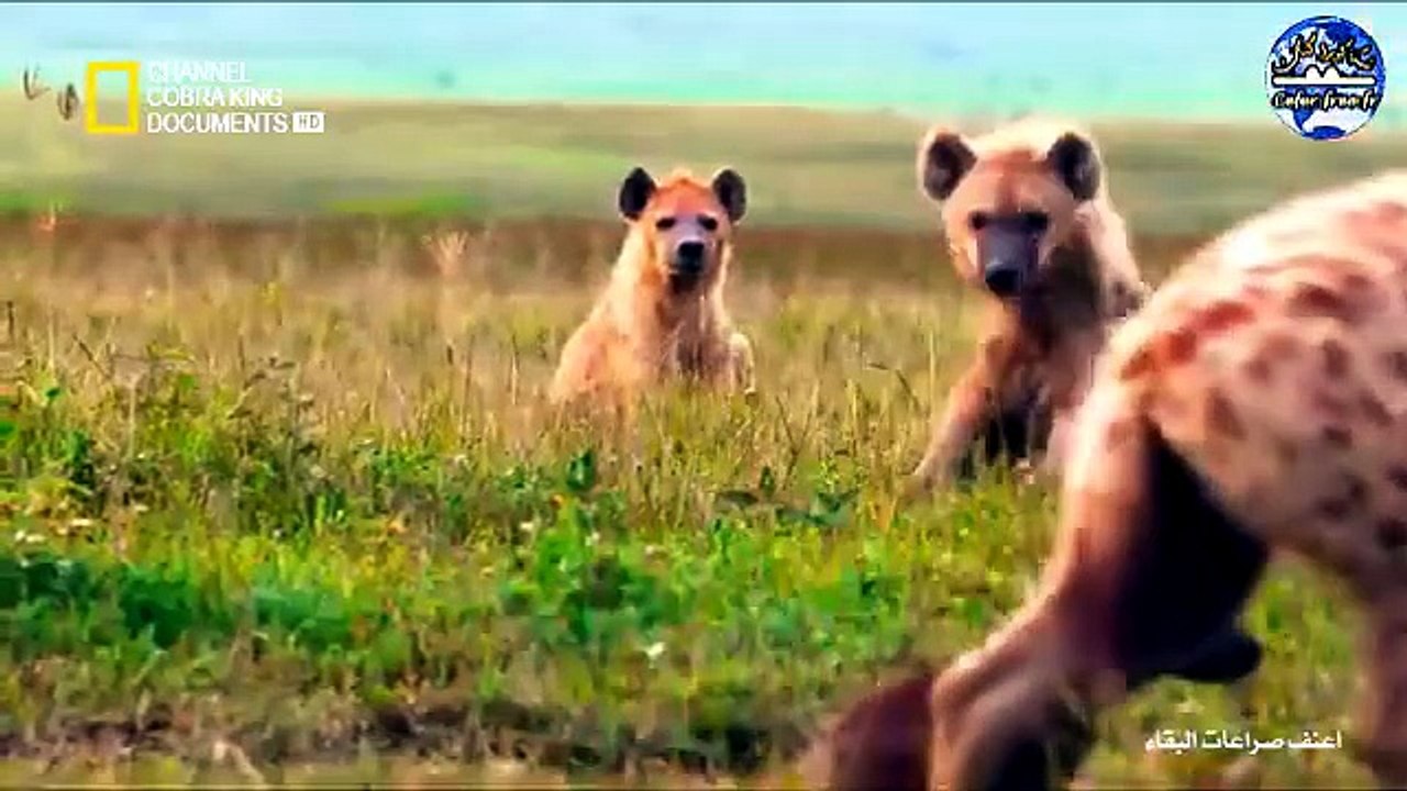اعنف صراعات السافانا .48