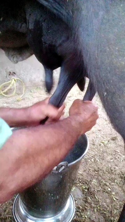 Real Fresh Milk Collection 🐄 Steel Bucket Sound ASMR