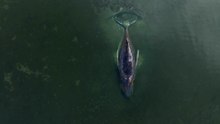 'Timmy', la ballena varada en el mar Báltico que toda Alemania espera que se salve