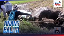 Mga kalabaw at baka, madalas na pinaliliguan at pinaiinom ng tubig dahil sa matinding init ng panahon | Unang Balita