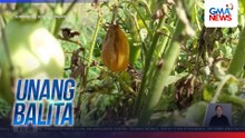 Tanim na kamatis, nasisira kahit hilaw pa dahil sa mainit na panahon | Unang Balita