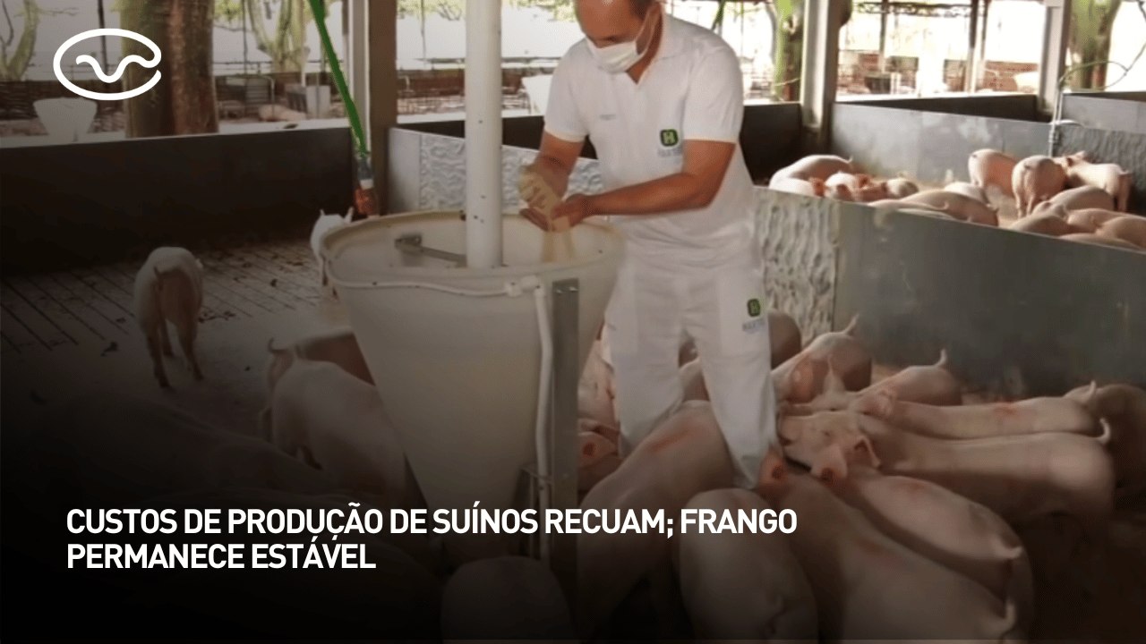 Custos de produção de suínos recuam; frango permanece estável