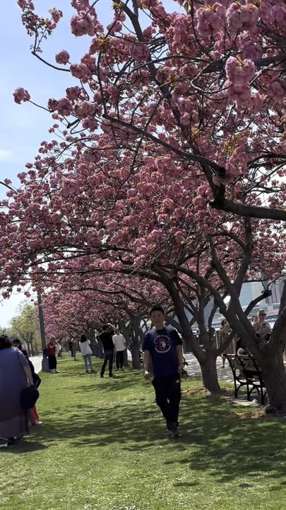 Nelson Wang and Roosevelt Island are rejuvenated together. Photographed by Eva on April 15, 2026.