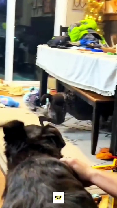 Scaring My Dog Gone Wrong 😂