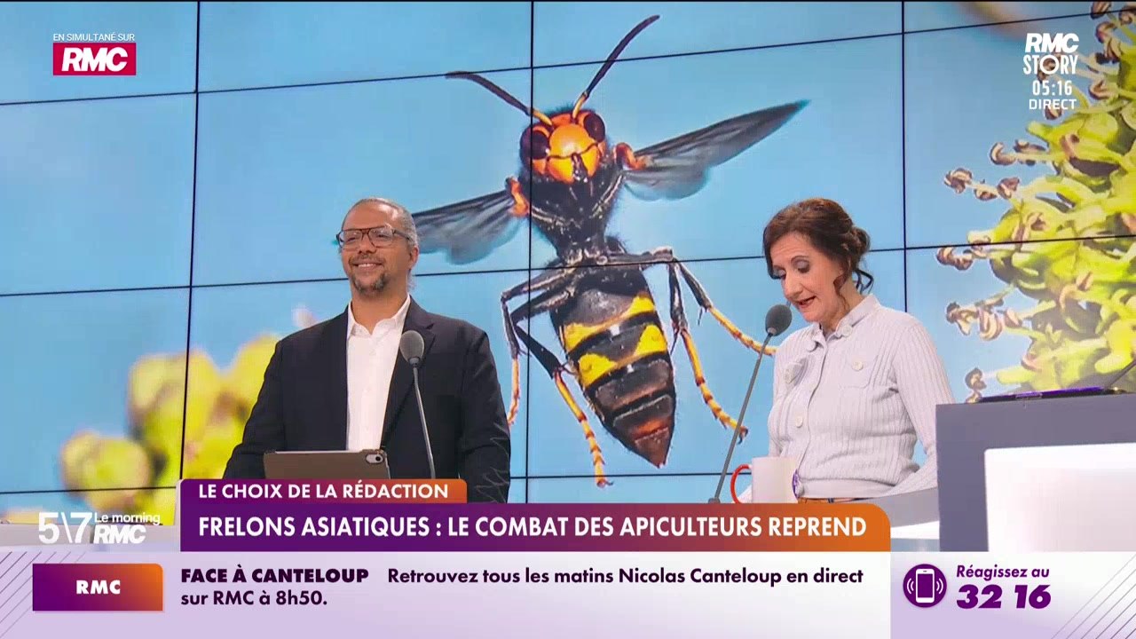 Le choix de la rédac : Frelons asiatiques, le combat des apiculteurs reprend - 16/04