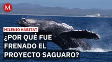 Jueza prohíbe entrada de buques de gas al Golfo de California por ballenas | Milenio Hábitat