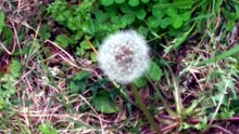 タンポポの綿毛
