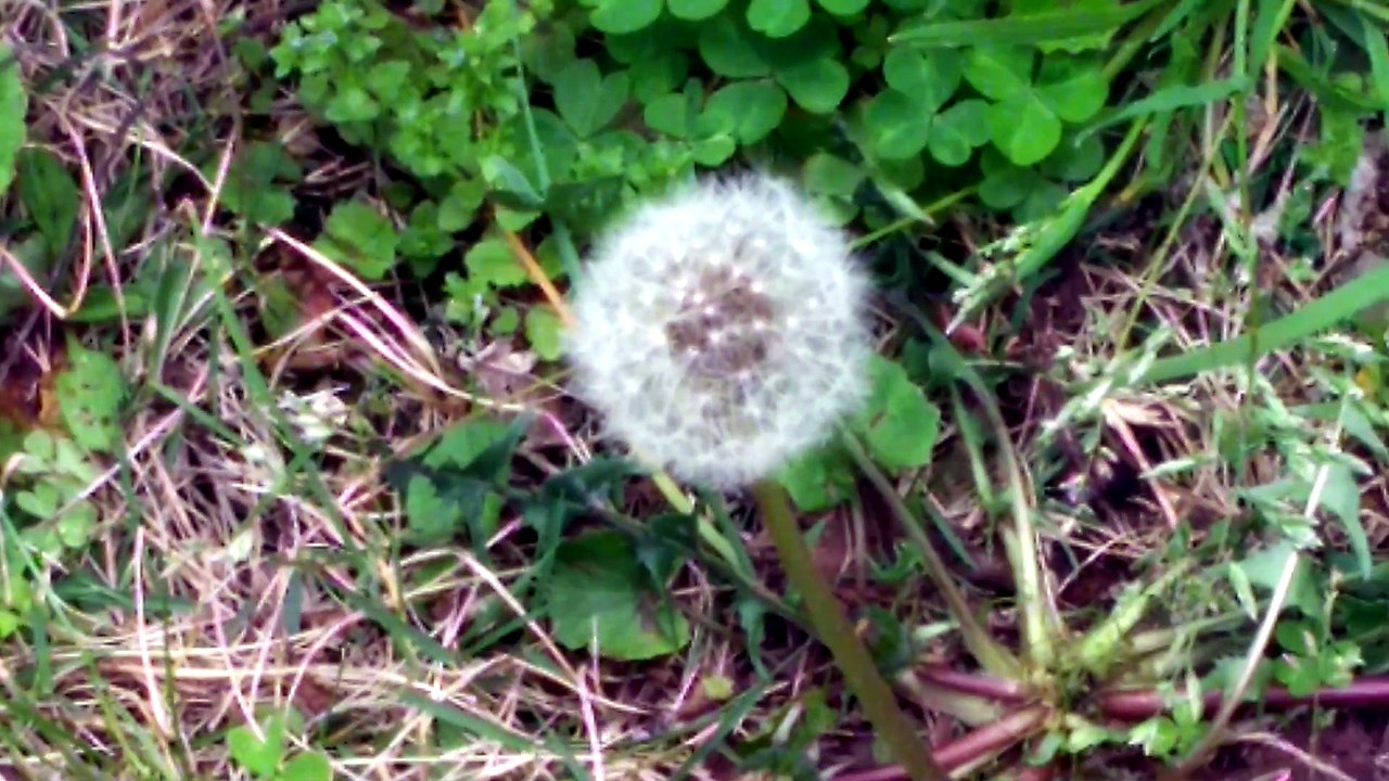 タンポポの綿毛