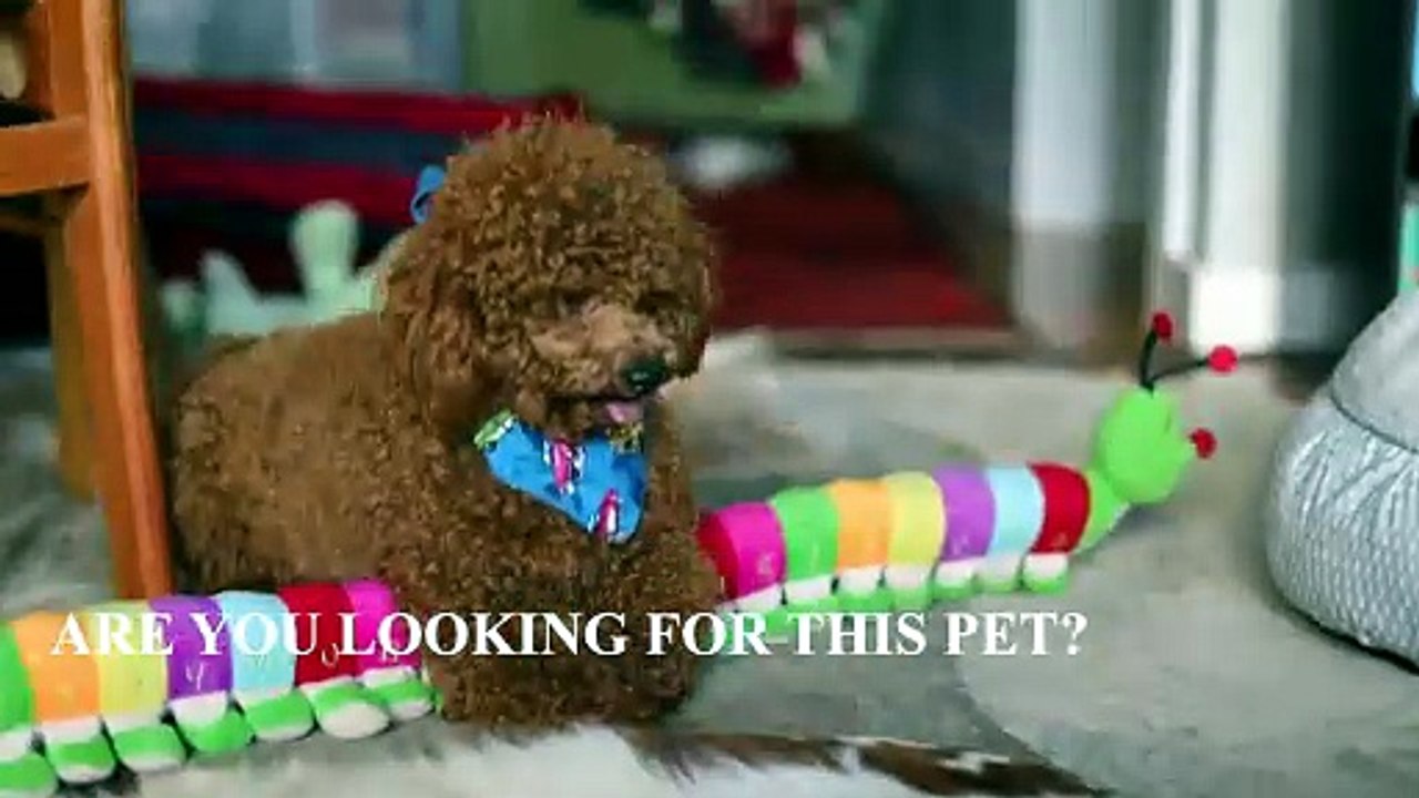 Cavapoo Singapore