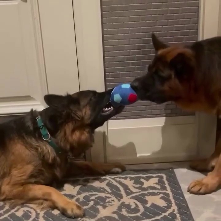 😀😀😀Funny German shepherd dog 🤣🤣🤣🤣🤣🤣🐾🐾🐶🐶🐶🐶🐶 wait for end