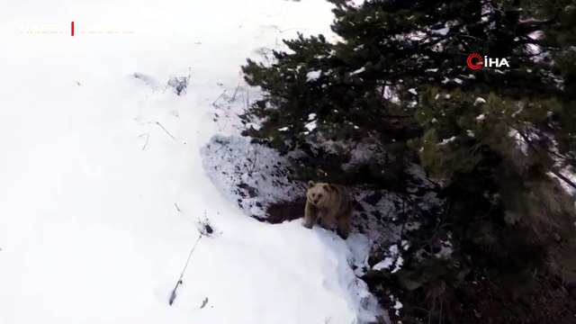 Kars’ta dron ile karşılaşan boz ayının tepkisi güldürdü