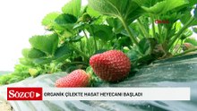 Organik çilekte hasat heyecanı başladı