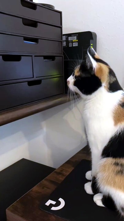 Curious Kitten Opens a Drawer to Find Something 🐱😳