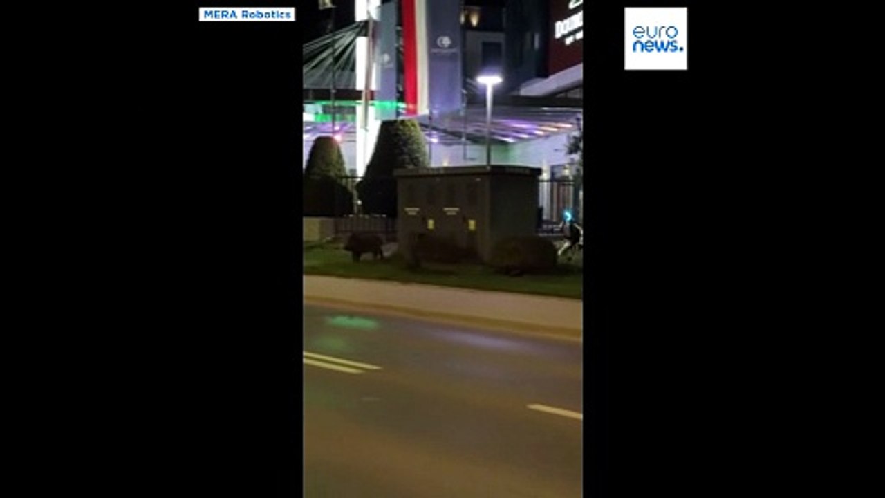 ربات انسان‌نما گرازهای وحشی را در ورشو، پایتخت لهستان تعقیب می‌کند