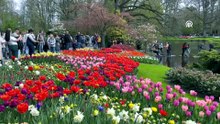 Dünyanın en büyük lale bahçelerinden: Keukenhof 77'inci kez kapılarını açtı