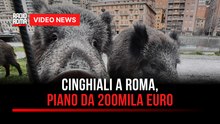 Cinghiali a Roma, piano da 200mila euro