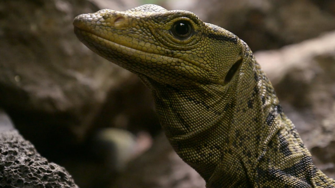 A Lizard Once Thought Extinct Is Surprisingly Common