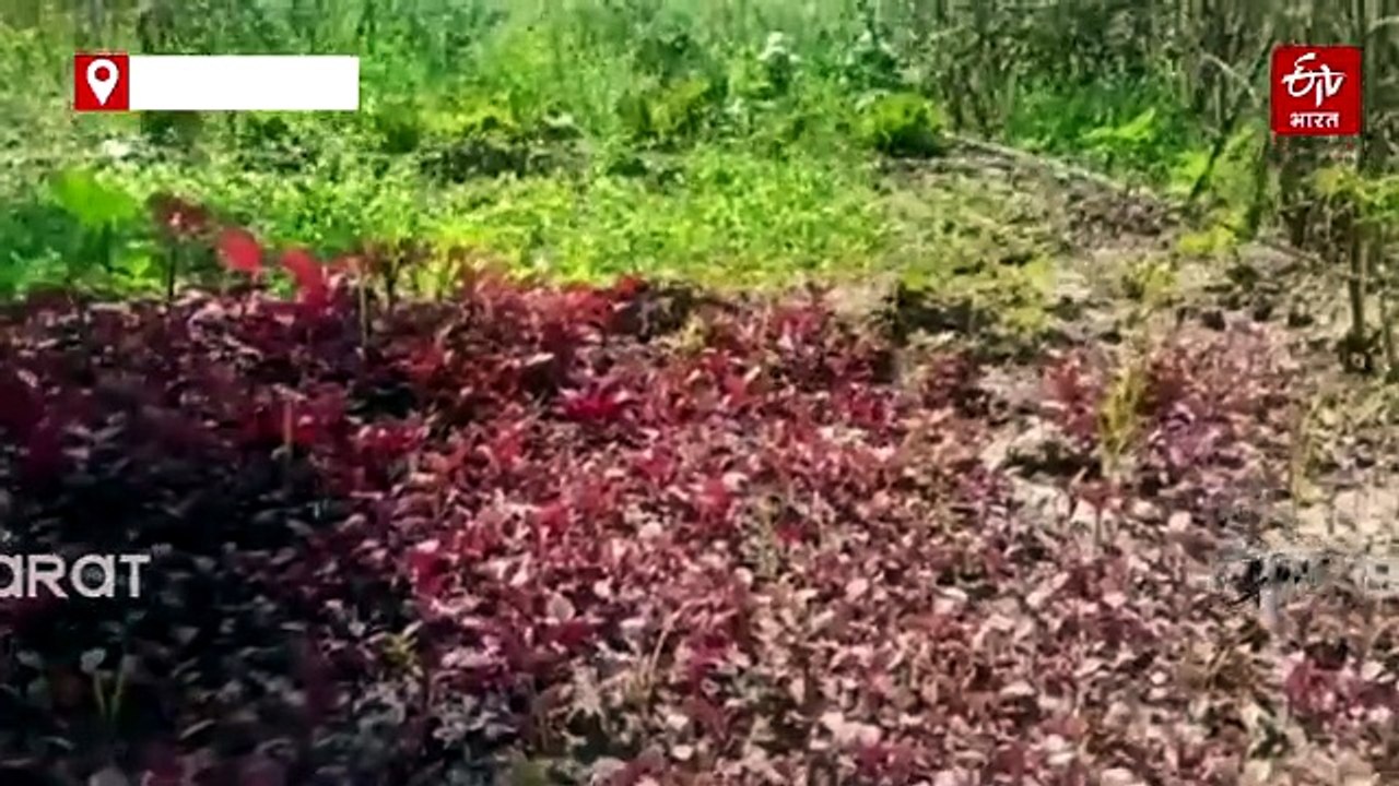 लातेहार की पुष्पा बेक ने बंजर जमीन को बनाया उपजाऊ, अब सालों भर कर रही हैं खेती