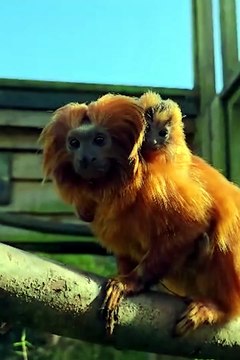 Rare golden lion tamarin born at Newquay Zoo