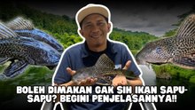 ​Lezat Tapi Berbahaya? Ini Fakta Konsumsi Ikan Sapu-Sapu-Beranda Nasional