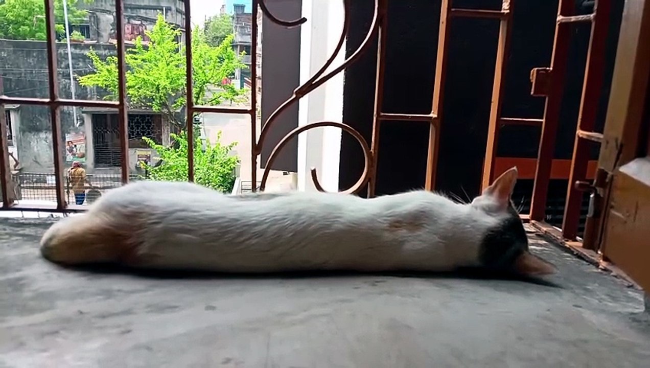 Sweet cat