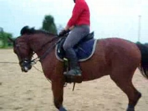 Prince au travaille galop droite