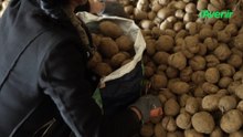 120 tonnes de pommes de terre à donner à Gentinnes