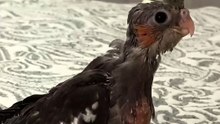 Baby cockatiel 🐦