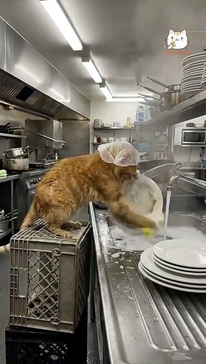 Affordable healthy cat food in Karachi | Billi Treats Cat Food