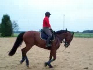 Prince au travaille  galop gauche