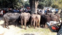 खौद पशु बाजार | pashu mandi | buffalo market  #kisanpoultryfarm  #bhains #bazar #video