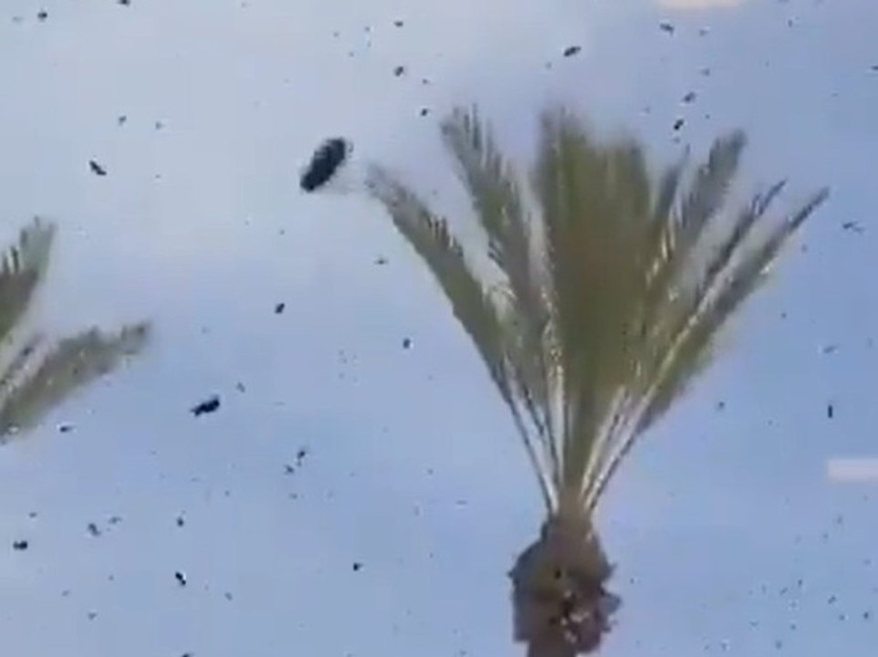 Riesiger Bienenschwarm terrorisiert Einkaufszentrum