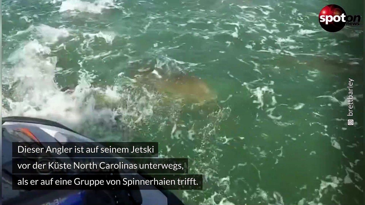 UnHAImliche Erfahrung: Jetskifahrer von Raubfischen umzingelt