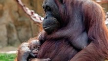 Nachwuchs im Zoo Madrid: Orang-Utan-Männchen geboren