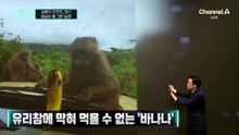 [김종석의 리포트]짓궂은 장난에 바나나 ‘그림의 떡’
