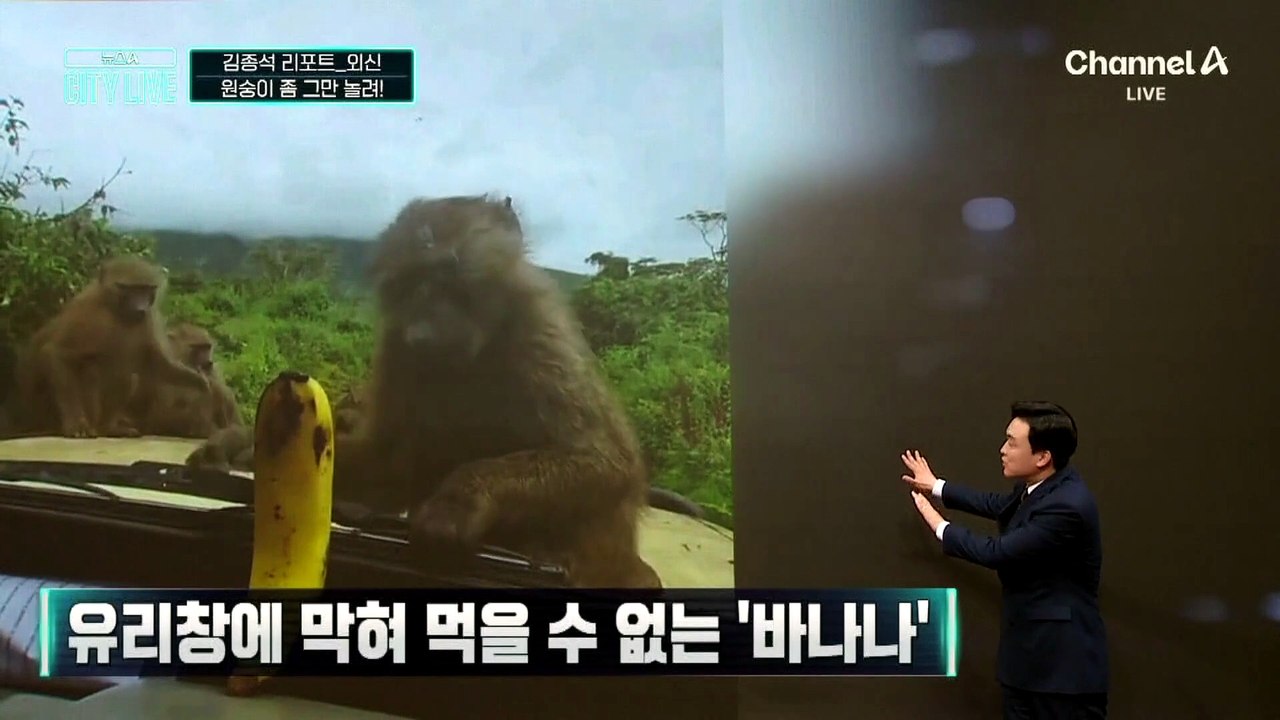 [김종석의 리포트]짓궂은 장난에 바나나 ‘그림의 떡’
