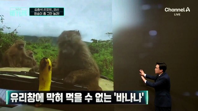 [김종석의 리포트]짓궂은 장난에 바나나 ‘그림의 떡’