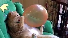 Boom_Scared me_ _exlittlebeans _funny_cats _cat _funny_videos(360P)